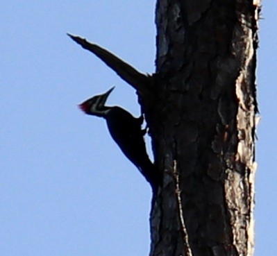 Pileated Woodpecker - ML641167682
