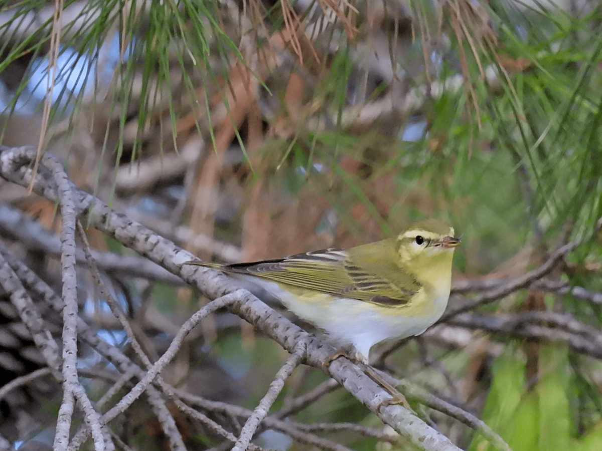 Wood Warbler - ML641167690
