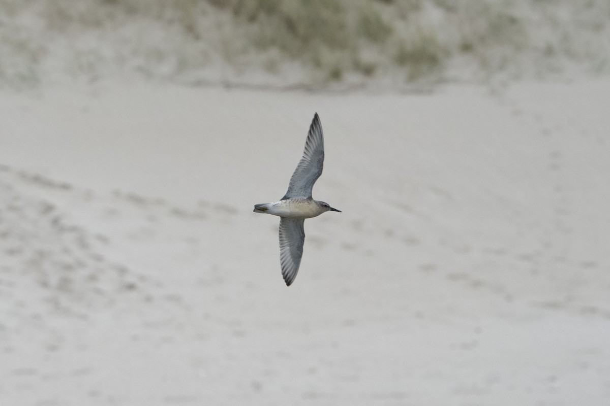 Red Knot - ML641167716