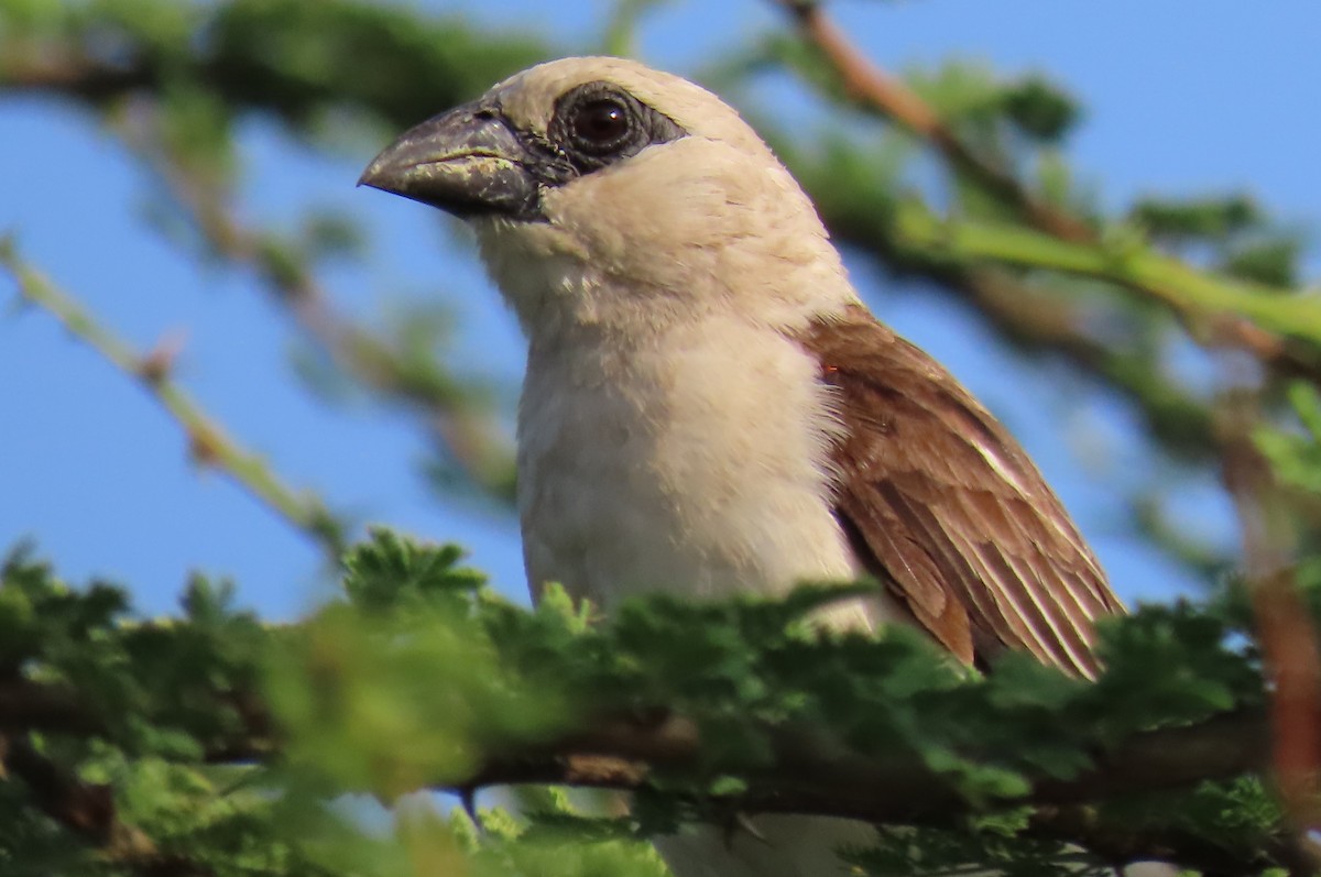 White-headed Buffalo-Weaver - ML641167743