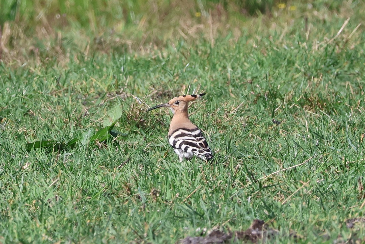 Common Hoopoe - ML641167756