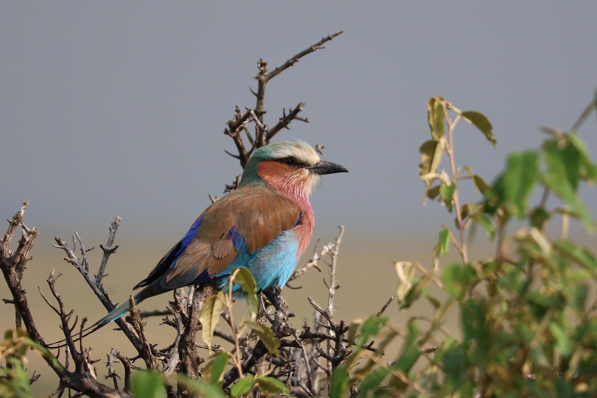 Lilac-breasted Roller - ML641167779