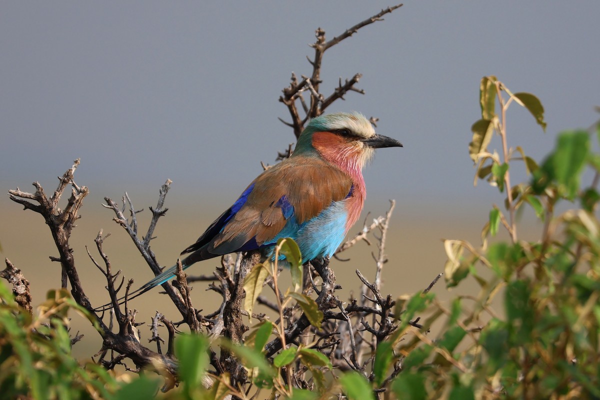 Lilac-breasted Roller - ML641167781