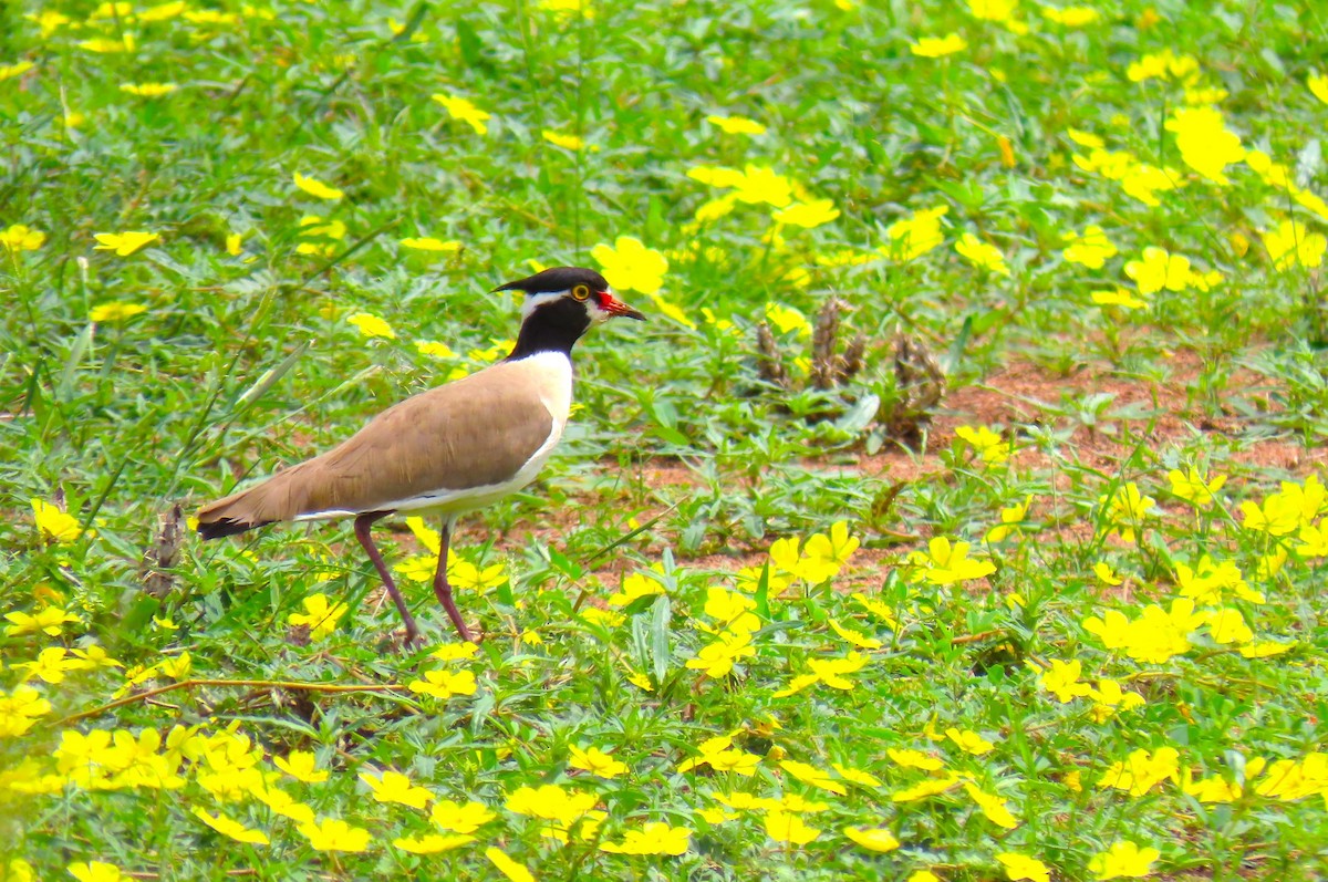Black-headed Lapwing - ML641167783