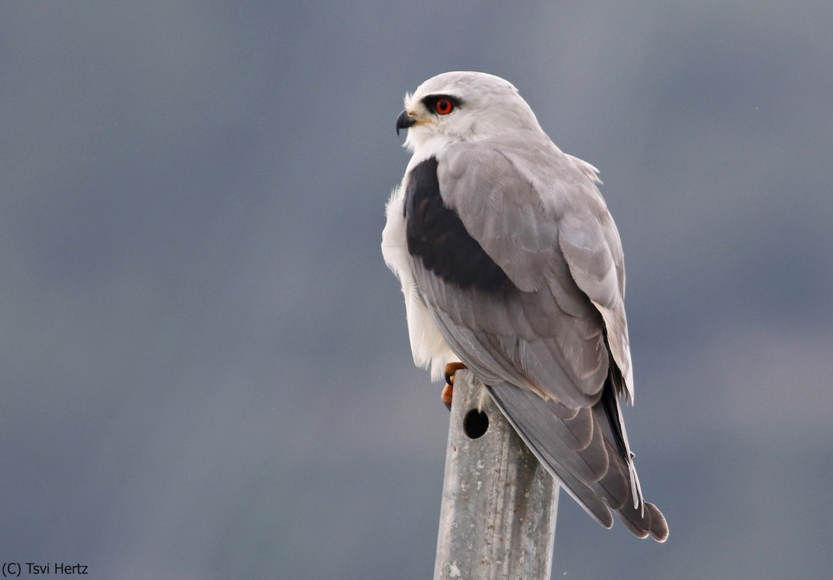 דאה שחורת-כתף - ML641167808