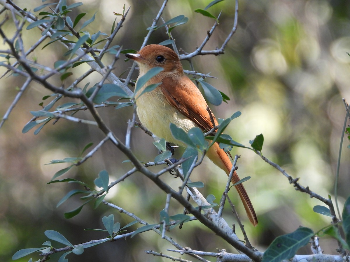 Rufous Casiornis - ML641167838