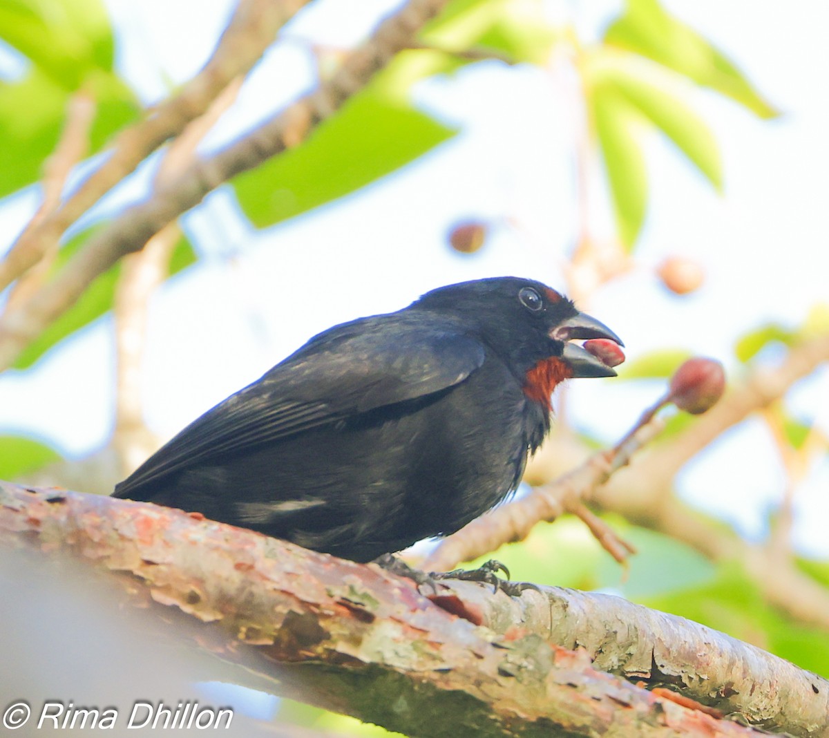 Lesser Antillean Bullfinch - ML641167839