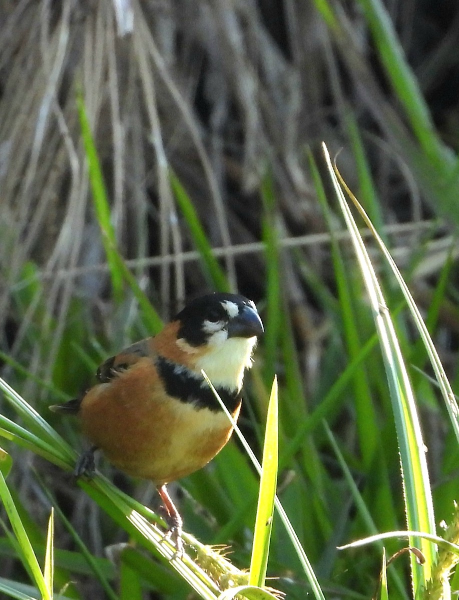 Rusty-collared Seedeater - ML641167924