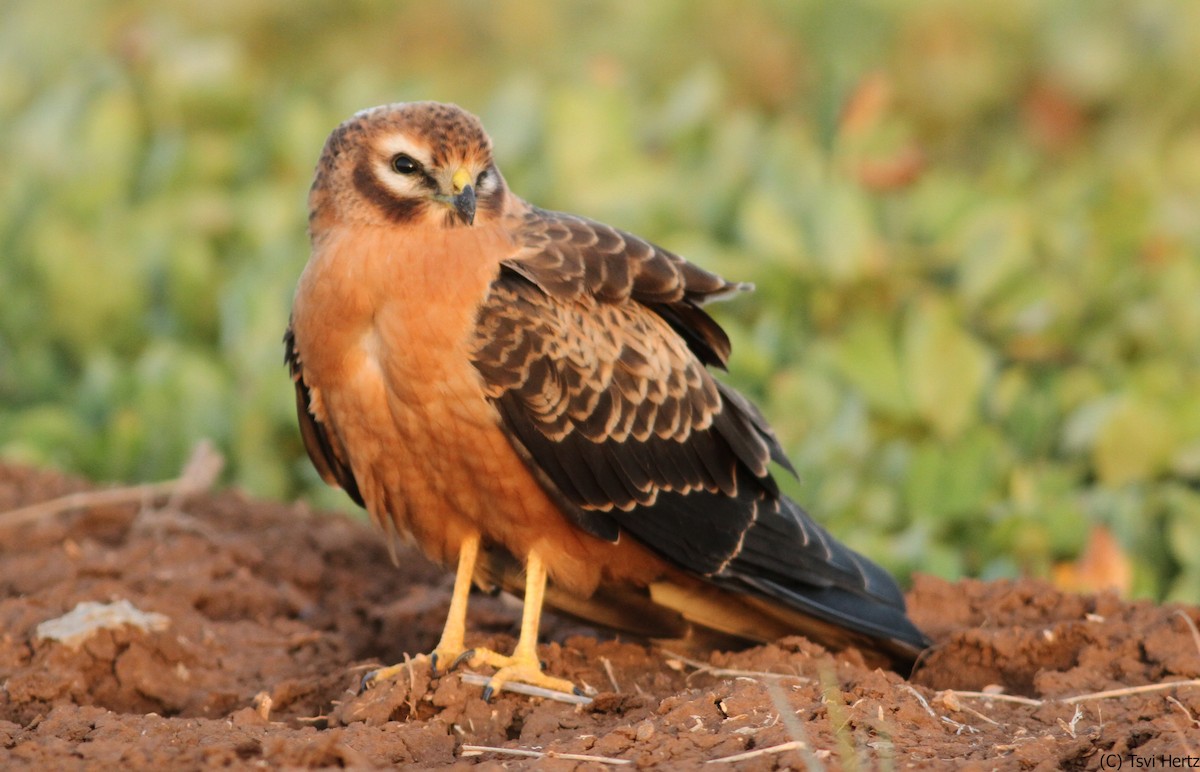 זרון פס - ML641167934
