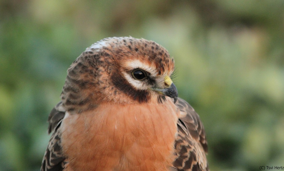 זרון פס - ML641167935