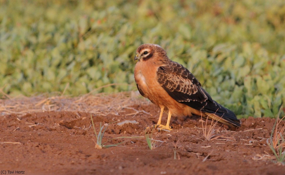 זרון פס - ML641167936