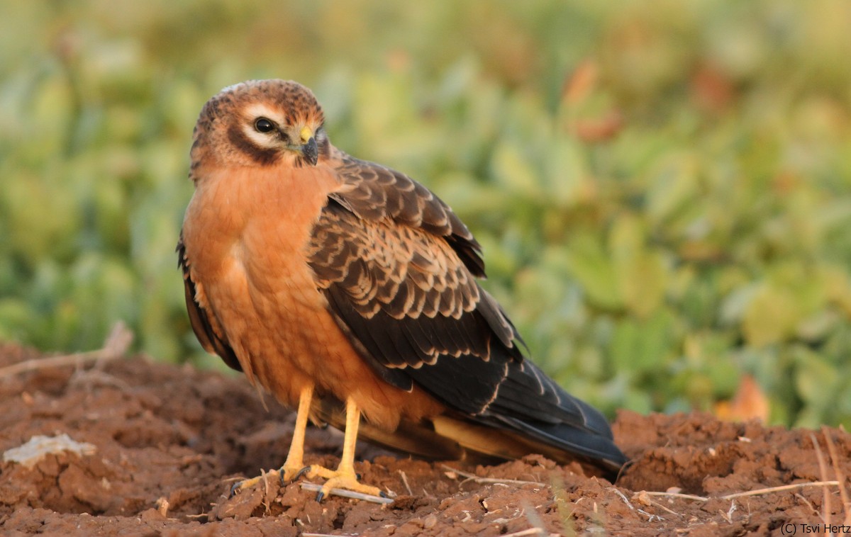 זרון פס - ML641167937