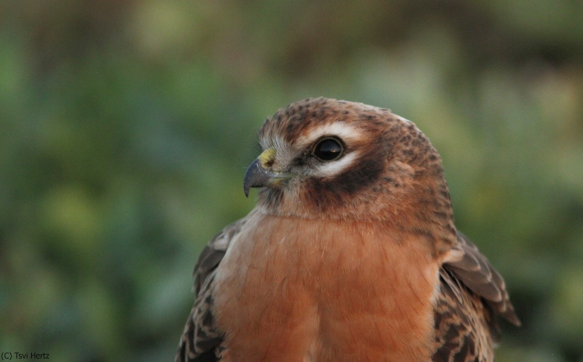 זרון פס - ML641167938