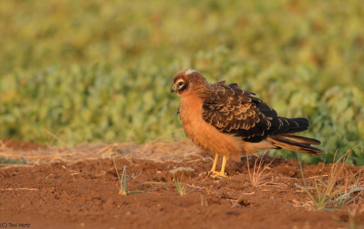 זרון פס - ML641167939