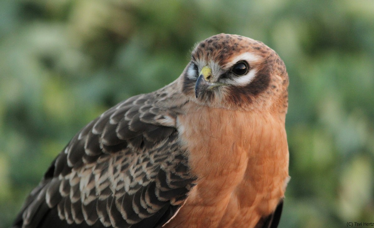 זרון פס - ML641167940