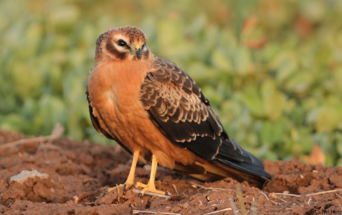 זרון פס - ML641167941