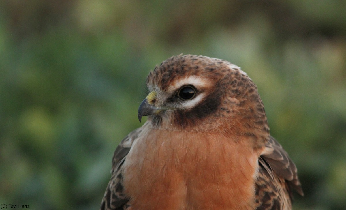 זרון פס - ML641167942