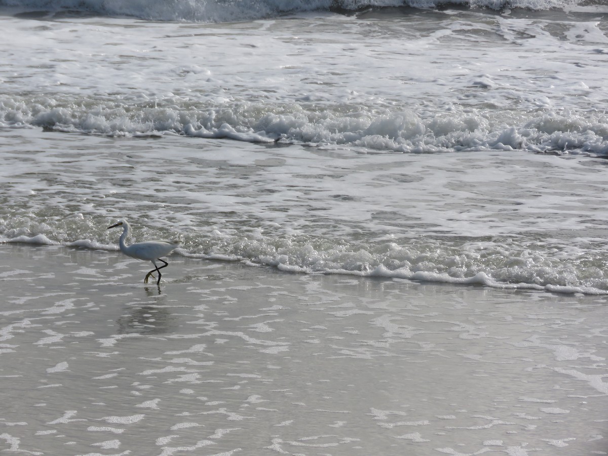 Snowy Egret - ML641167966