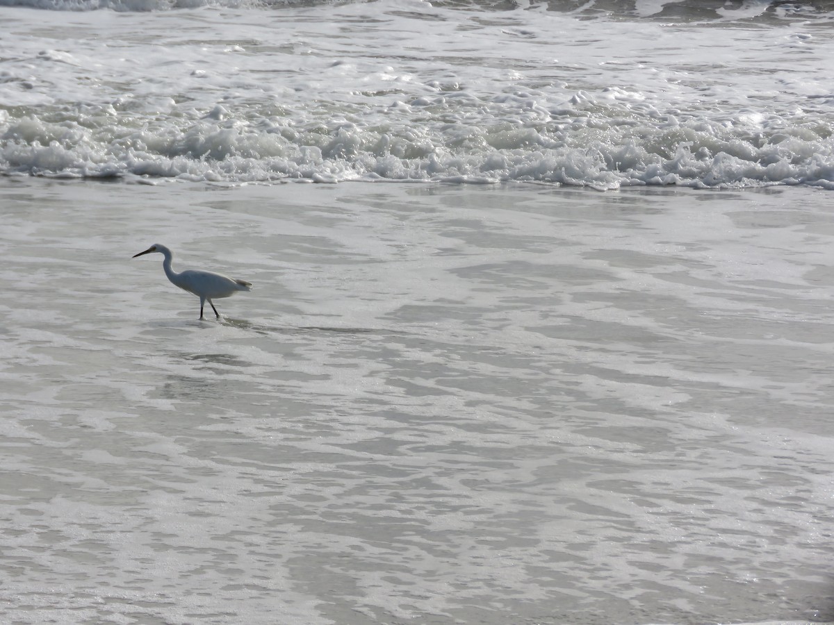 Snowy Egret - ML641167967
