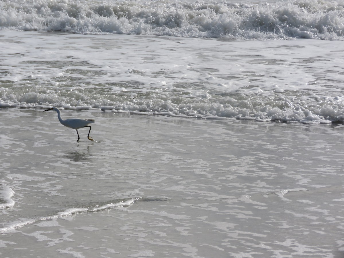 Snowy Egret - ML641167968