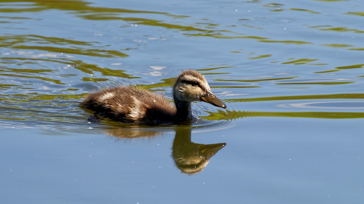 Mallard - ML641167975