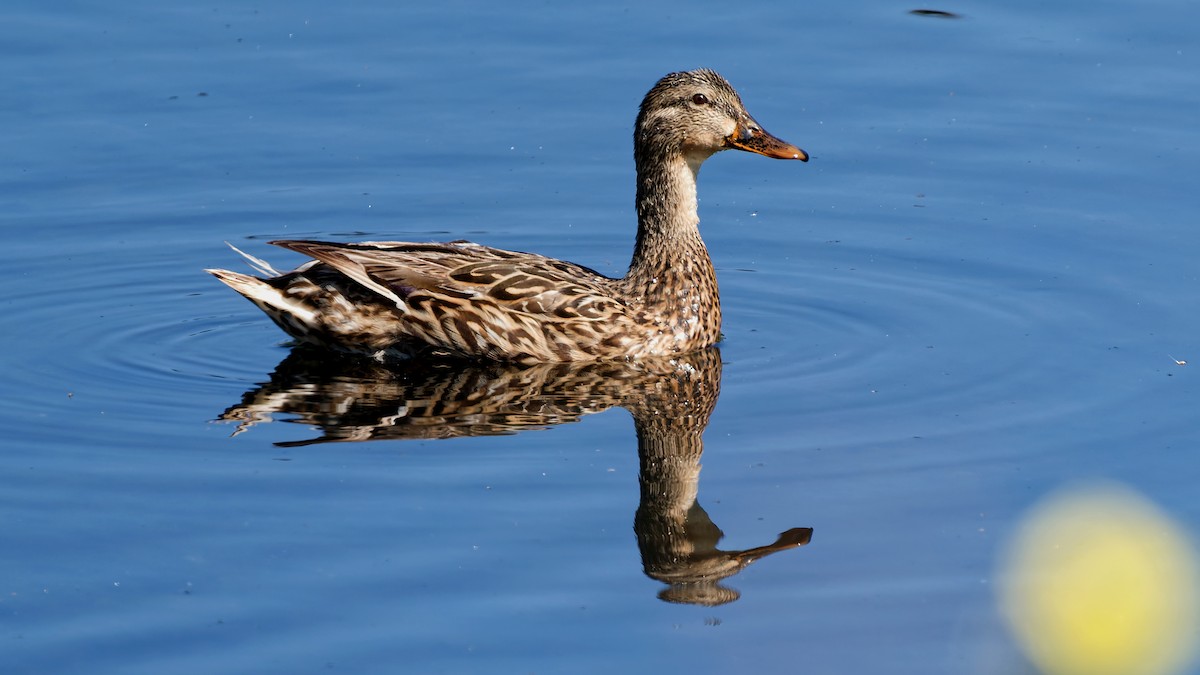 Mallard - ML641167976