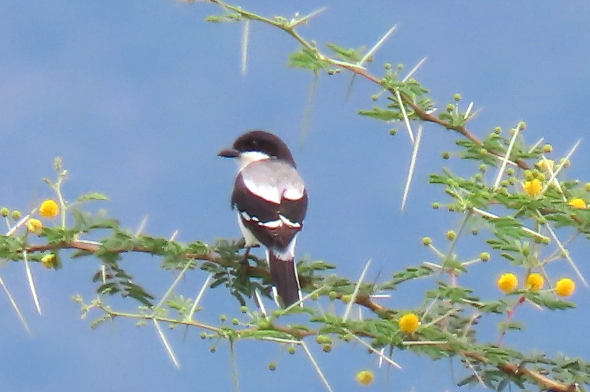 Somali Fiscal - ML641167978