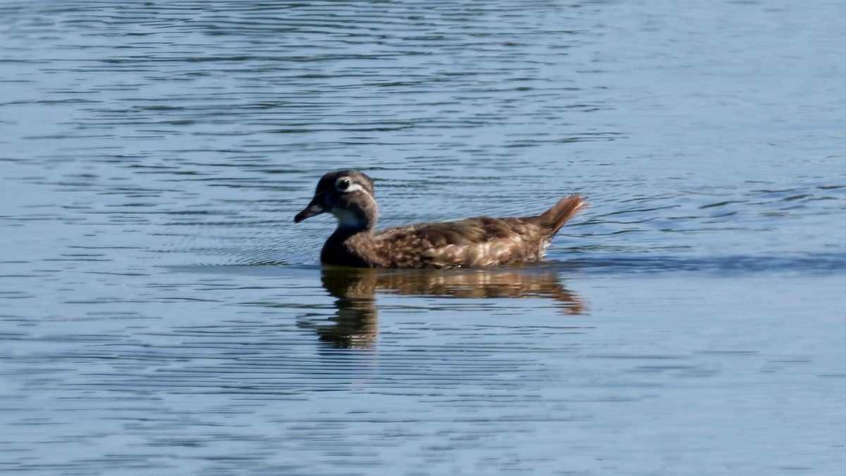 Wood Duck - ML641167980