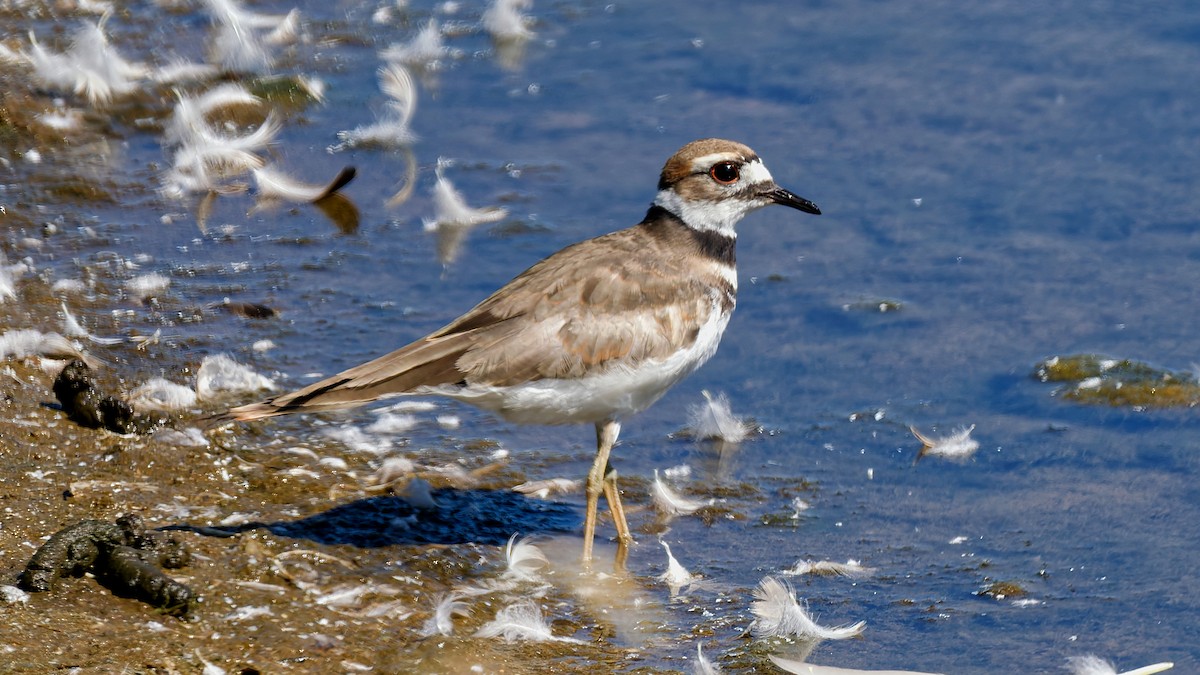 Killdeer - ML641167983