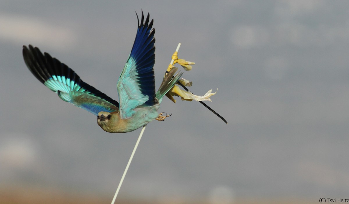כחל מצוי - ML641168018