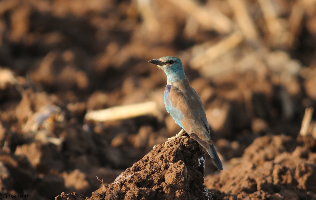 כחל מצוי - ML641168019
