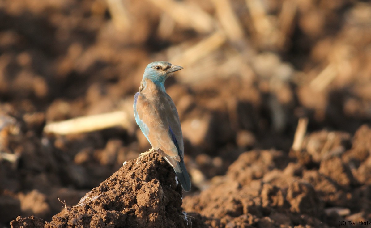 כחל מצוי - ML641168020
