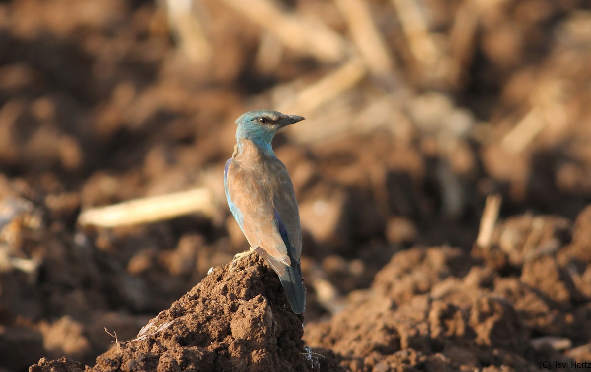 כחל מצוי - ML641168021
