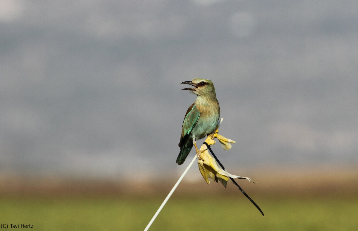 כחל מצוי - ML641168022