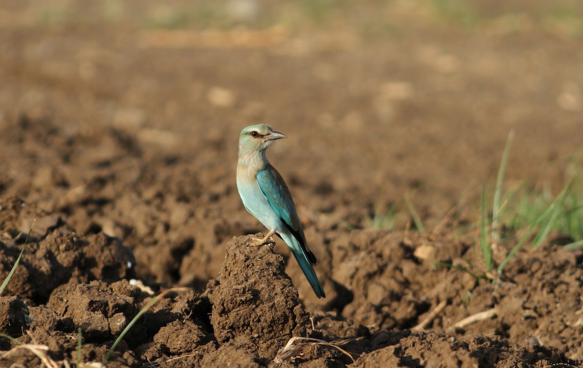 כחל מצוי - ML641168023