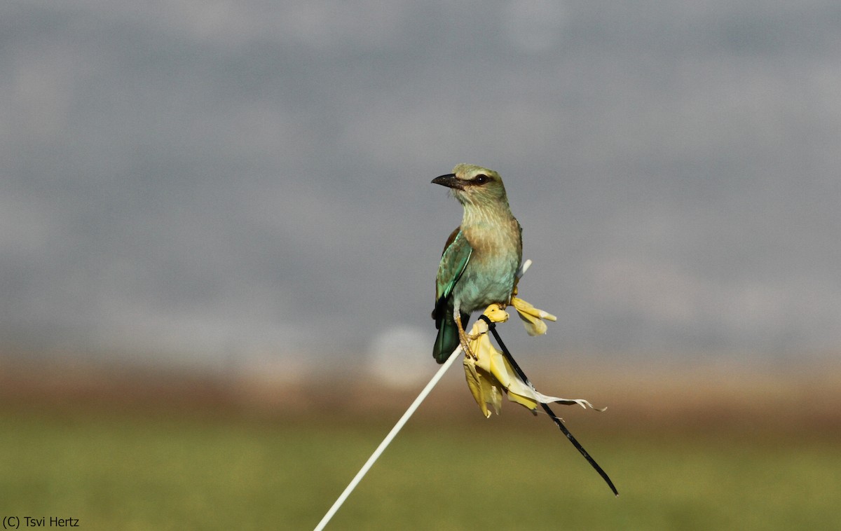 כחל מצוי - ML641168024
