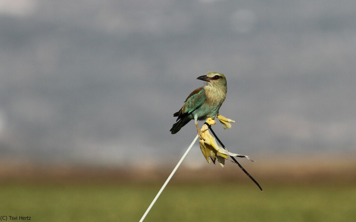כחל מצוי - ML641168025