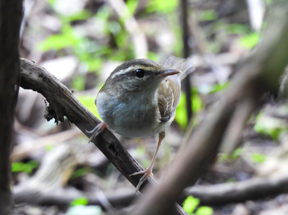 Pale-legged Leaf Warbler - ML641168029