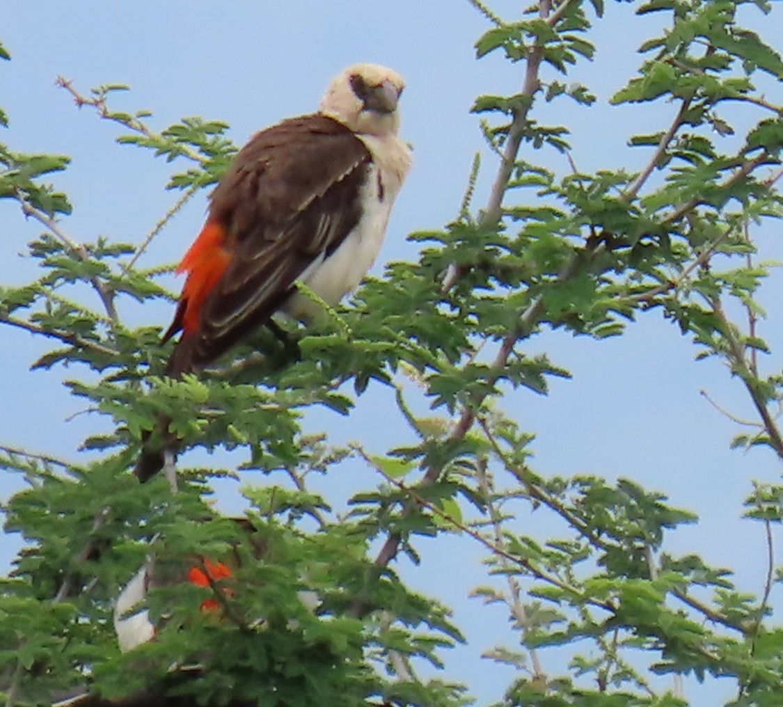 White-headed Buffalo-Weaver - ML641168037