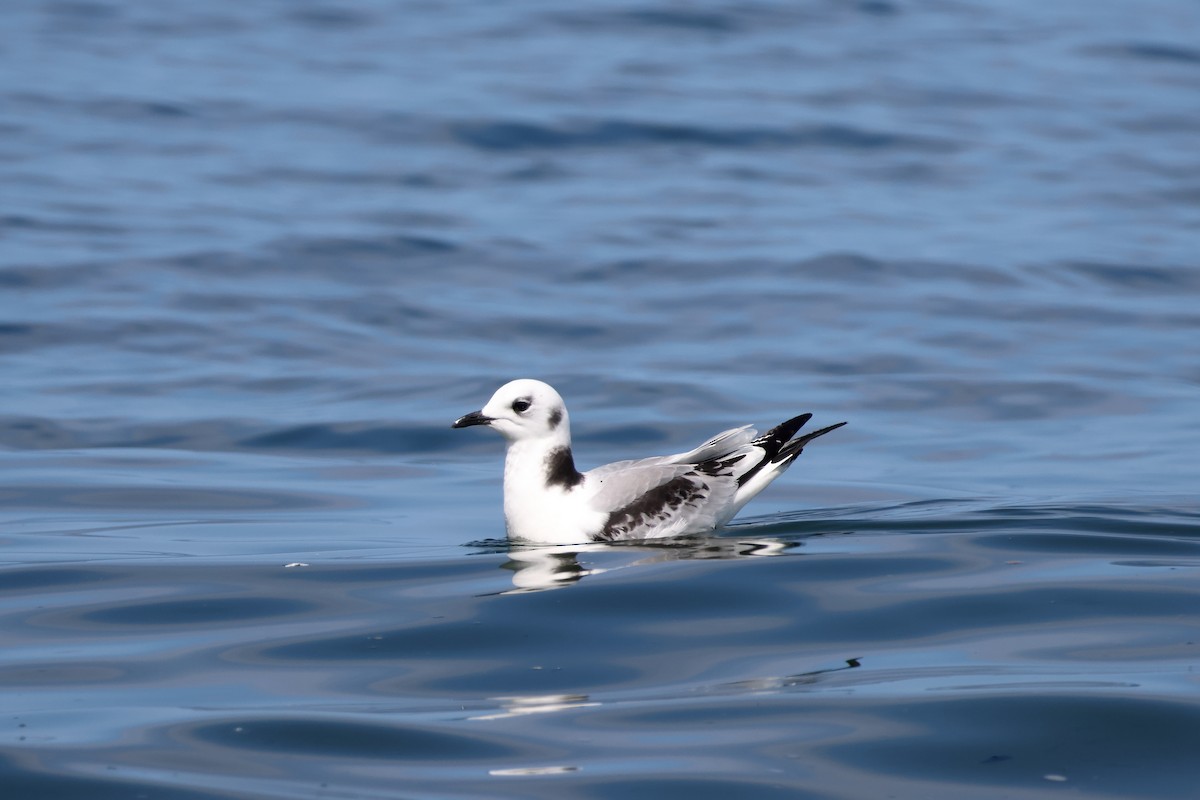 Гурван хуруут цахлай - ML641168089