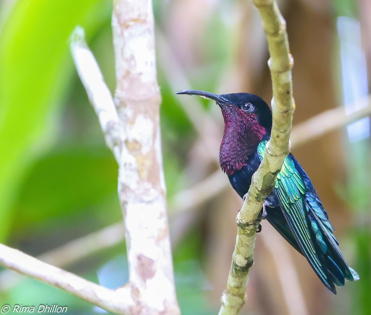 Purple-throated Carib - ML641168150
