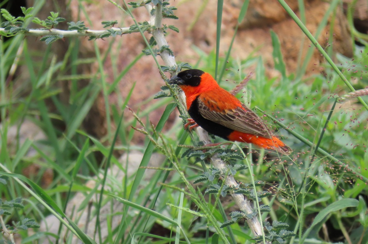 Northern Red Bishop - ML641168167