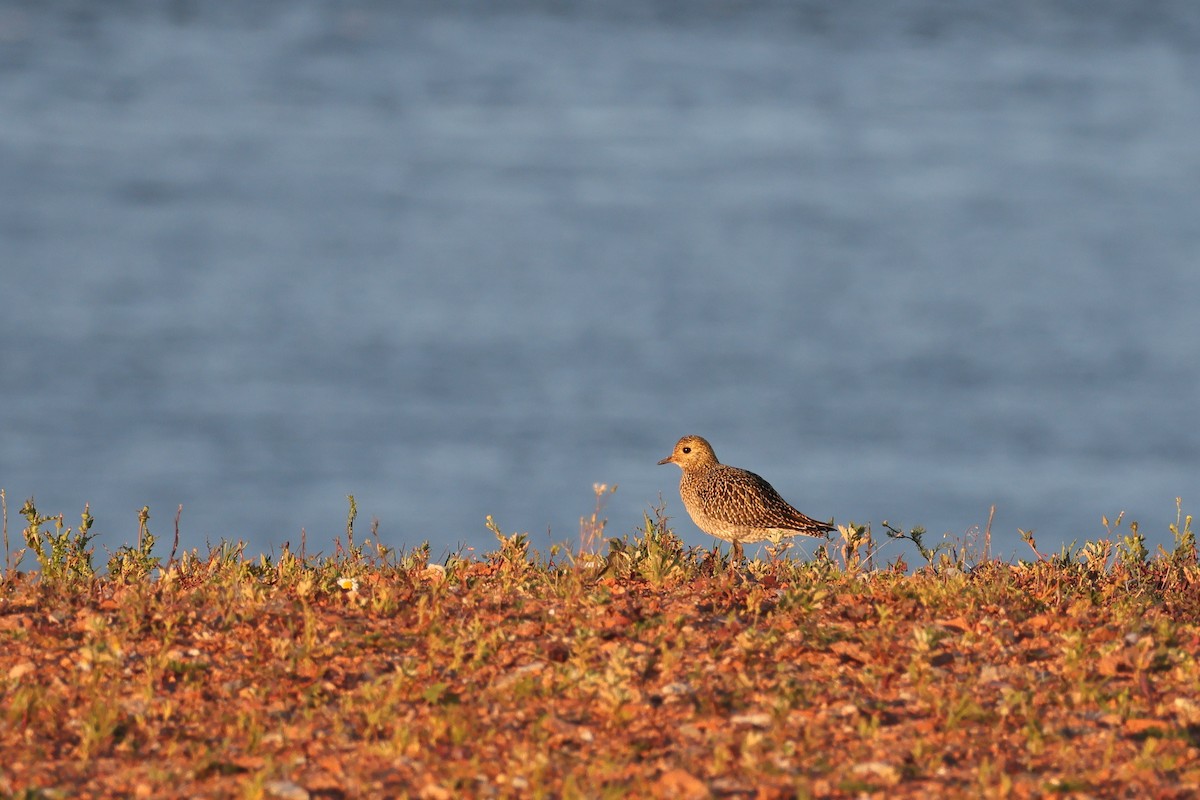 European Golden-Plover - ML641168170