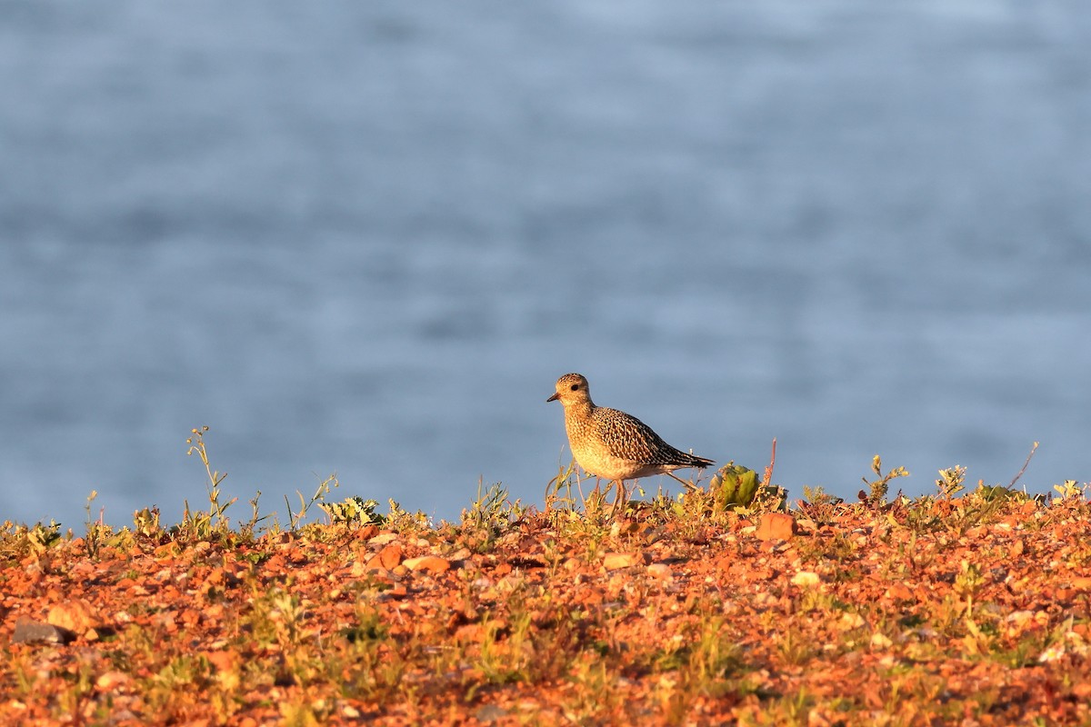 European Golden-Plover - ML641168171