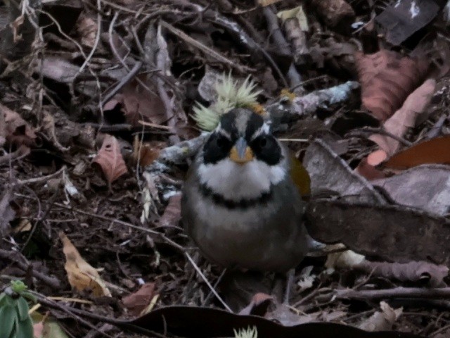 Moss-backed Sparrow - ML641168172