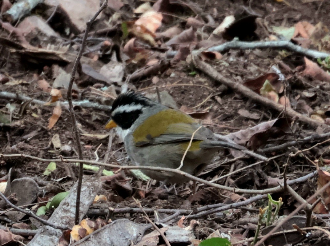Moss-backed Sparrow - ML641168173