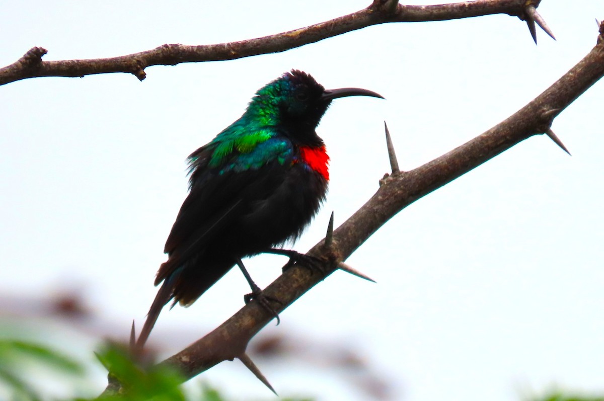 Abyssinian Sunbird - ML641168214