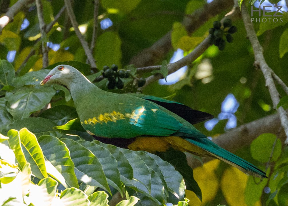 Wompoo Fruit-Dove - ML641168217