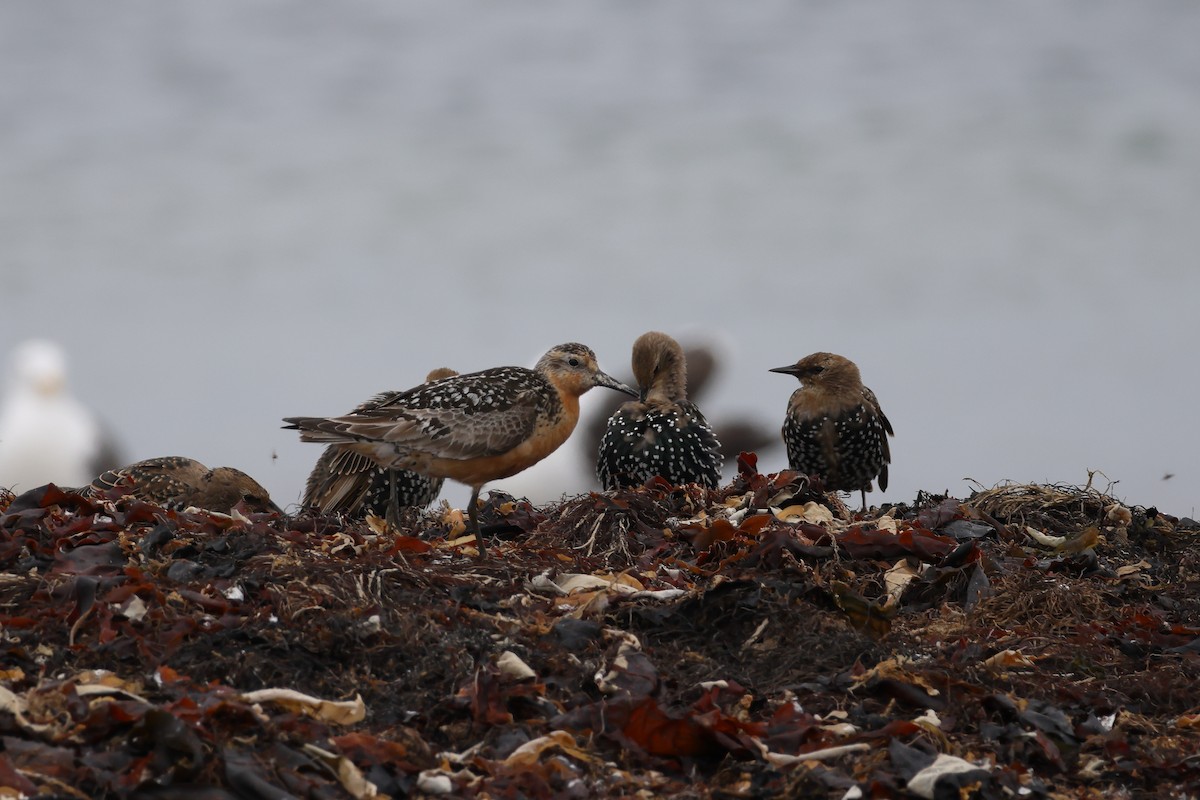 Red Knot - ML641168219