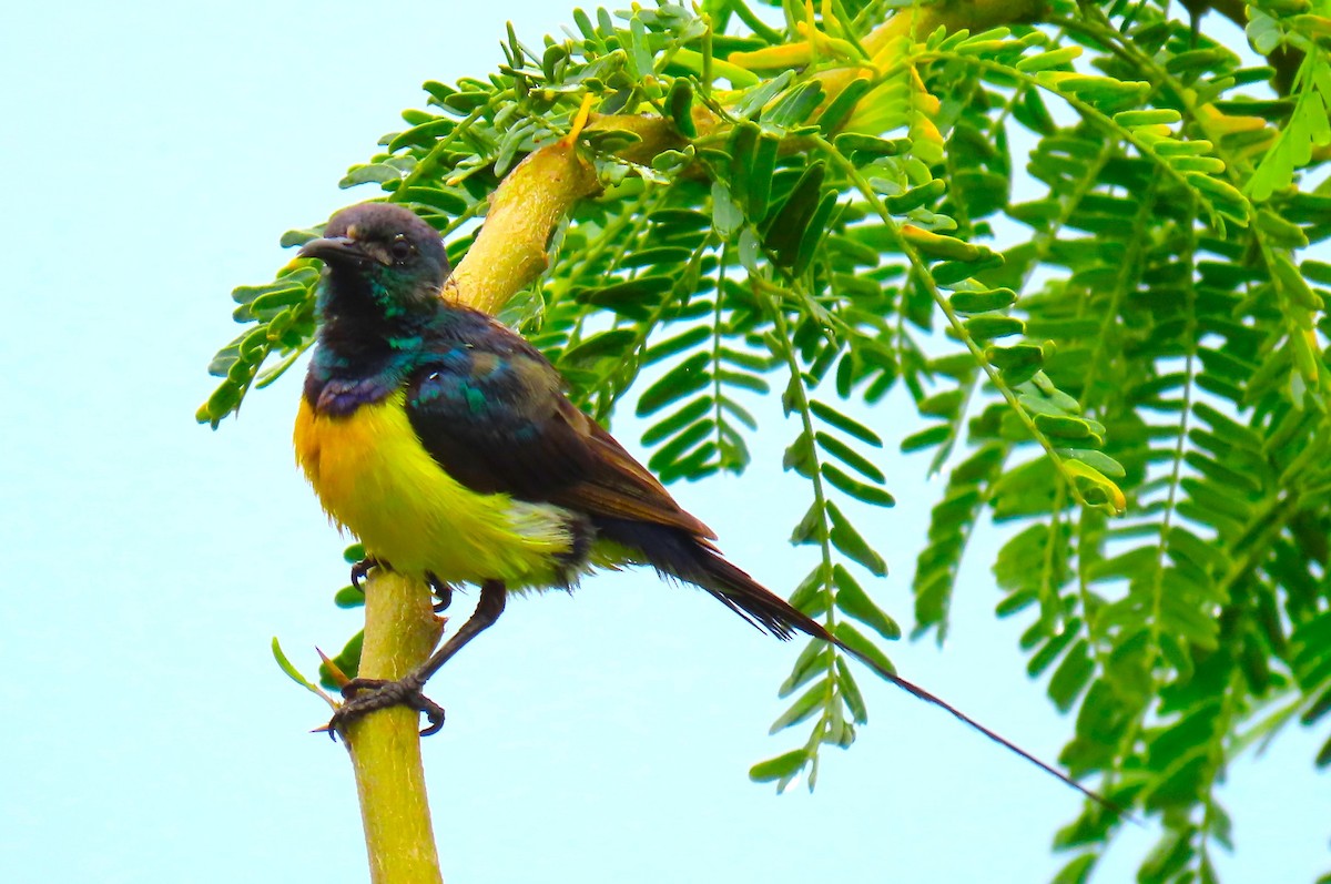 Nile Valley Sunbird - ML641168232